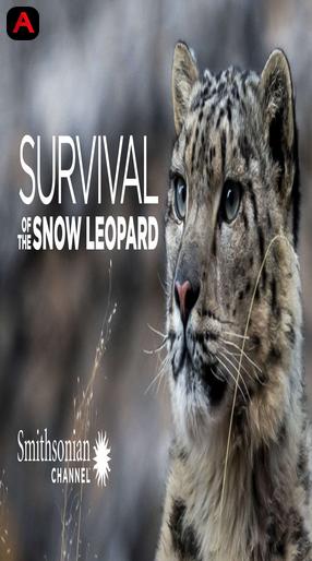 Survival Of The Snow Leopard